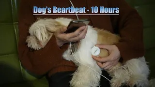 10 Hours 🐶Dog Heartbeat. Puppy Soothing sounds. Heartbeat Sound. Puppy Heartbeat. Stemoscope.