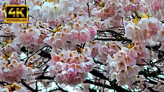 Cherry Blossom in Rain [4K] Gentle Rain Sounds | Relaxation, Meditation, Fall Asleep Fast