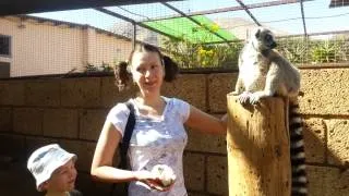 Гладим лемуров в Monkey park, остров Тенерифе