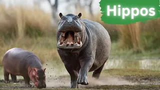 Hippos: They Are Territorial