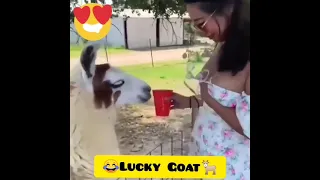 Lucky Goat🐐 #memes #shorts #indeanmemes #funny