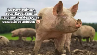 La Porciculture, tous Savoir sur la vaccination des porcs : conseils et astuces 🐷