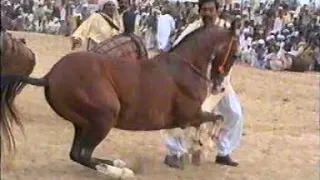 horse dance mala ghulam shah owner haji anwar kharal