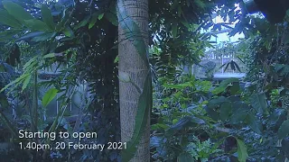 Timelapse - opening of our Moonflower - 20 February 2021
