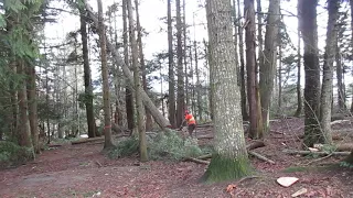 Dead Cedar Tree gets Hung Up