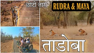 फक्त 10 फुटावर दिसला वाघ | Tadoba Andhari Tiger Reserve | Tadoba Jungle Safari Spotted Maya & Rudra