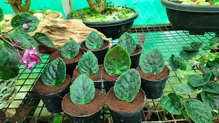 African Violet Propagation| Saintpaulia|Nilgiri Garden Nursery