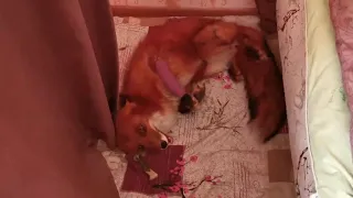 Очень ласковый лис Альф рад видеть свою хозяйку/Affectionate fox Alf is glad to see his mistress.