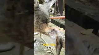 Cute baby heron feeding