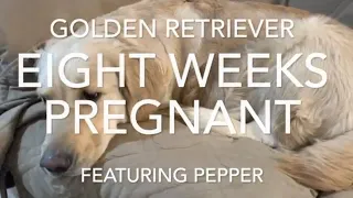 8 Weeks Pregnant Golden Retriever, Puppy Whelping Box and Birthing Supplies - Dog Pregnancy Week 8