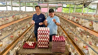 Bakit mas KIKITA sa LAYER kaysa BROILER? The INS and OUTS of CHICKEN LAYER FARMING