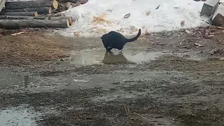 Кот играет в весенний луже