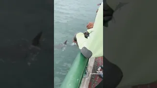 giant shovelnose ray caught @ bedok jetty #shorts