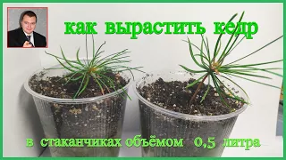 👉 Посадка семян Кедра Сибирского 🌲🌲🌲 в стаканчики объёмом 0 5 литров.