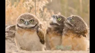 Owl With A Really Big Stick