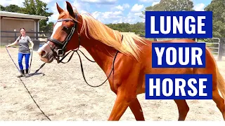 Why Lunge a Horse- How To Start