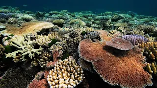 Coral reefs and climate change – lessons from extremes