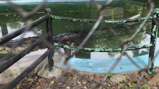 Pangil, a 19-foot saltwater crocodile in Davao Crocodile Park & Zoi