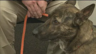 Dog Rescued After 5 Months Stuck In A Drainage Ditch