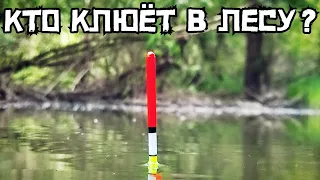 Рыбалка в Затопленном Лесу УДИВЛЯЕТ! КРУПНЯК Кладёт Поплавок СРАЗУ! Это Лещ?