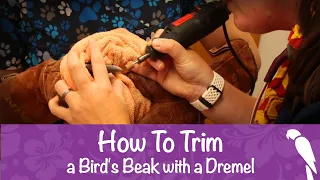 How to Trim Your Bird's Beak