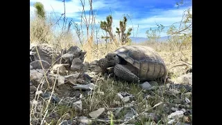 Wild Mojave