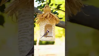 How To Make Recycling Old Plastic Into A Cute Bird 🐦 Feeder#birds #feeder #SHOTS#shorts