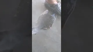 Fastest, most effective way to scale a Flounder