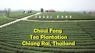 Choui Fong Tea Plantation, Chiang Rai, Thailand