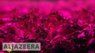 TechKnow - The farmers growing vegetables with LED lights