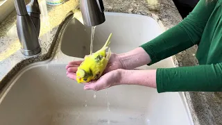 Lemon bathing on St. Patrick’s Day!