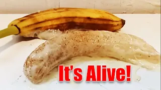 THE FRANKENSTEIN BANANA - real or fake?