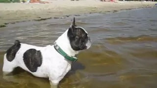 Crying French Bulldog Asks Owner to Return