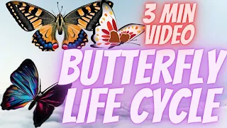 wow!! l Lifecycle of a butterfly l  in real life l 3 min l by your cute child achchudhan