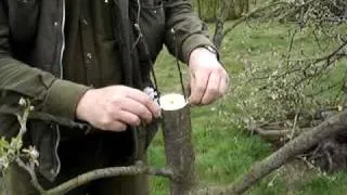 Fruitwise apple tree grafting guide, rind grafting