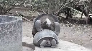 Galapagos Giant Tortoises mating