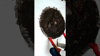 Round Dirty carpets | carpet cleaning satisfying | #carpetcleaning #dirtycarpets #asmrsounds 😍🦠