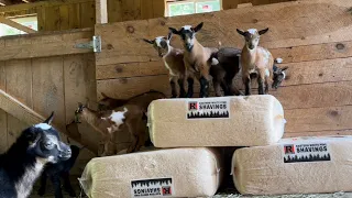 Epic Parkour Goat Playtime!