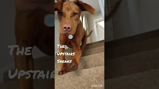 If you could watch a trailer before getting a vizsla