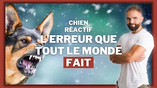 Chien réactif, l'erreur à pas faire !