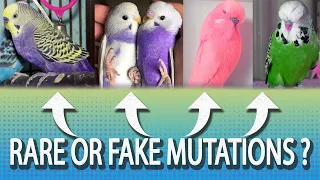 Are these Rare or Fake Budgie Mutations ? -  MythBuster