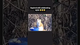 SQUIRREL FEELING A LITTLE TOO GOOD VOICEOVER!! 😂😂😂