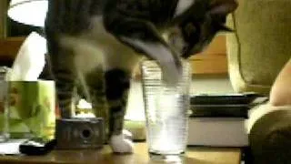 Funny Cat Drinking Milk In His Own Way :)