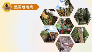 高中地理  市場指向型農業-2(酪農、放牧、商業性穀物、熱帶栽培業)