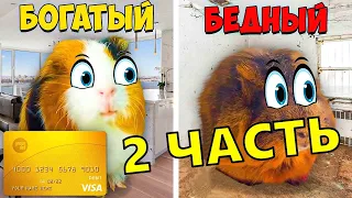 УЛЬТРА БОГАТАЯ vs УЛЬТРА БЕДНАЯ МОРСКАЯ СВИНКА ! Челлендж 24 Часа!!!