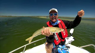 IFISH - MONSTER King George Whiting on Plastics!
