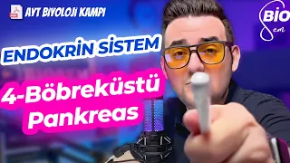 Endokrin Sistem-4 Böbrek Üstü Bezi Pankreas Konu Anlatımı 11 Sınıf Yks 2023