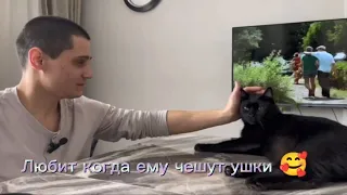 Салем обожает когда ему чешут ушки 🥰 #кот #cat #video