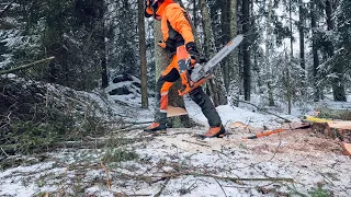 Husqvarna 560 XP G Tree felling - short version