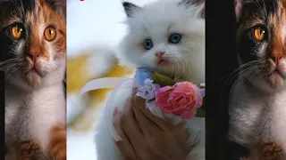 Baby cats-cute and Funny Cat Videos Compilation #60| Awe Animals